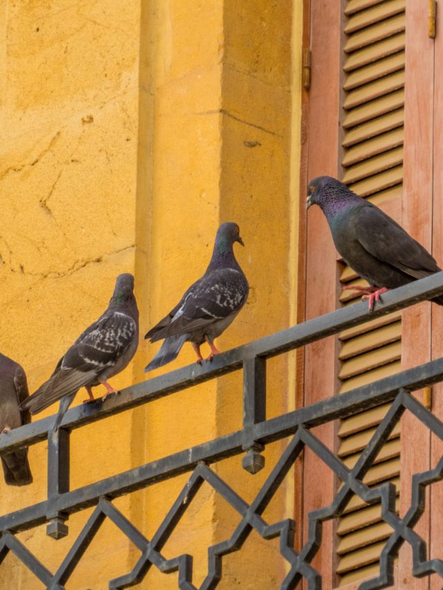 7 Plants to Keep Pigeons Away from Your Balcony