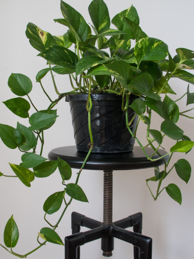 Money Plant Care at Home - Quick Tips to Help You Out (1)