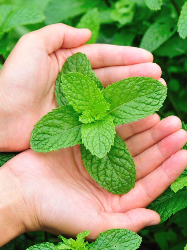 Tips to Double Mint Plant Growth at Home
