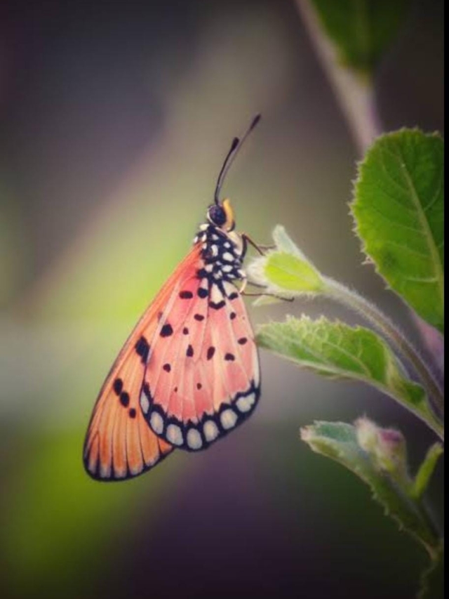 India's First Butterfly Sanctuary from hyderabad