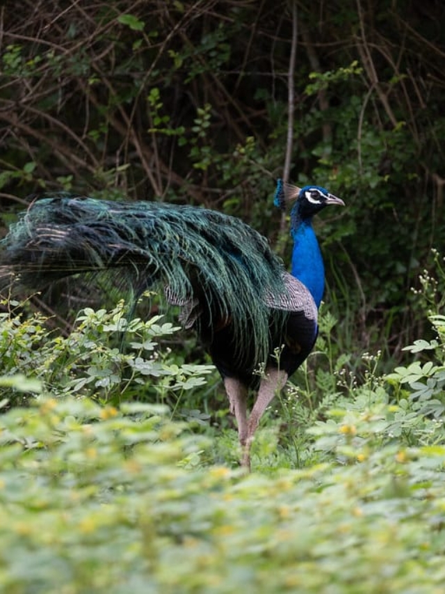 Spot Peacocks in Hyderabad