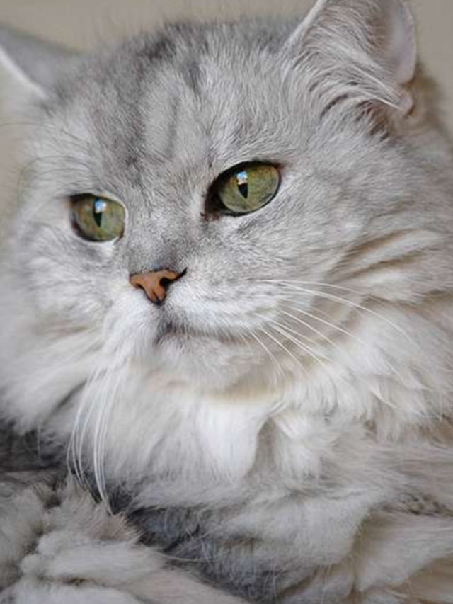 Hyderabad’s Love for Persian Cats: A Fluffy Obsession