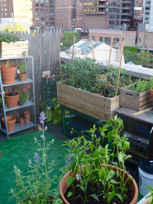 "Hyderabad’s Plant-Powered Balconies: A Blooming Trend"