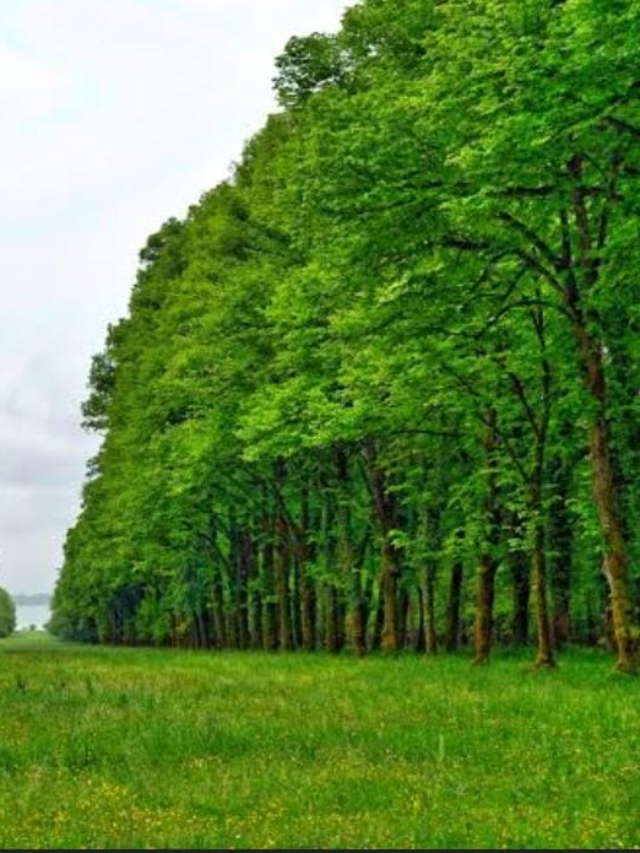 "Heartfulness Forests in Hyderabad : 30 Million Trees by 2030 🌳"